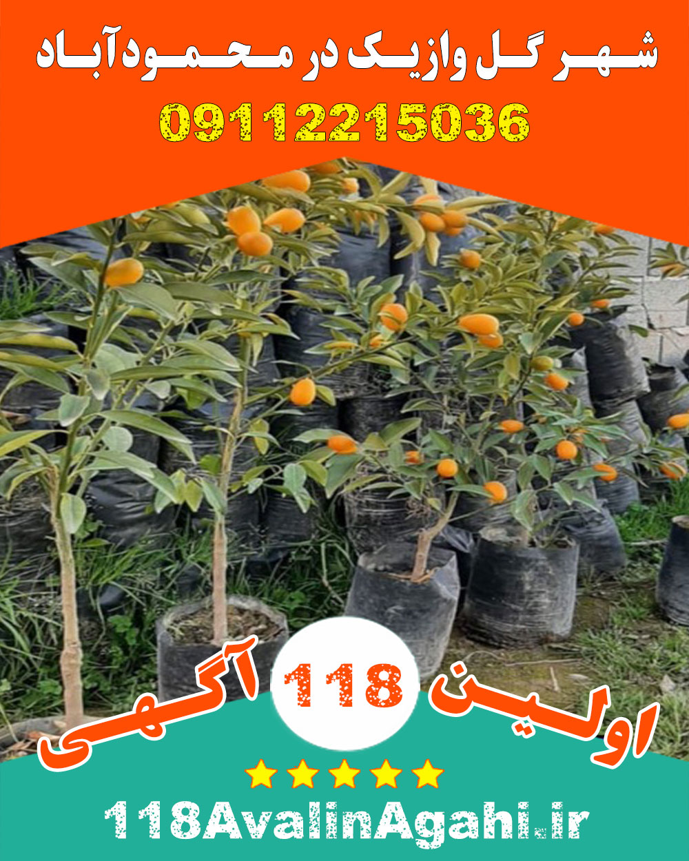 تلفن گلخانه فروش عمده پروش گل آپارتمانی شهر گل وازیک در محمودآباد