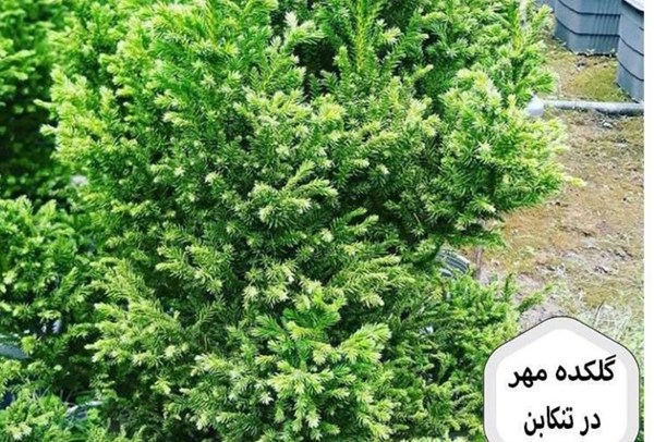 گلکده مهر در تنکابن