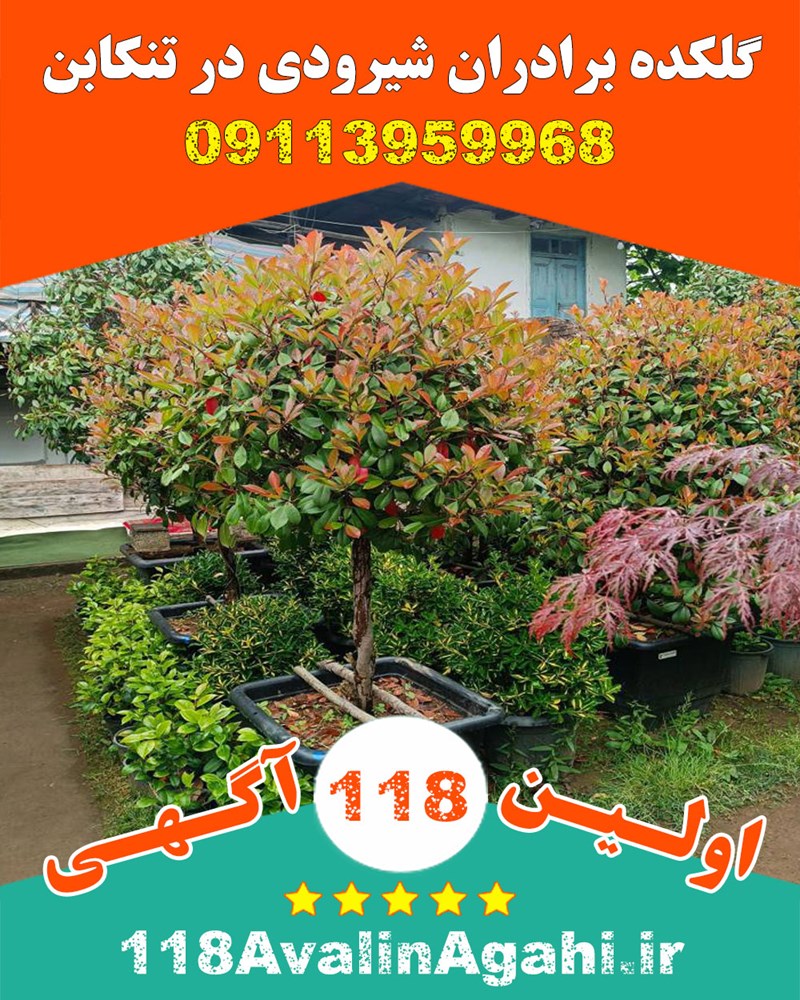 گلکده برادران شیرودی در تنکابن 09113959968 بهترین گلخانه