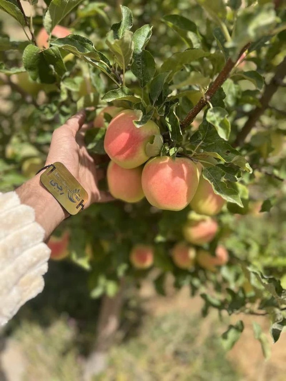 نهالستان نهال رجبی در میاندوآب