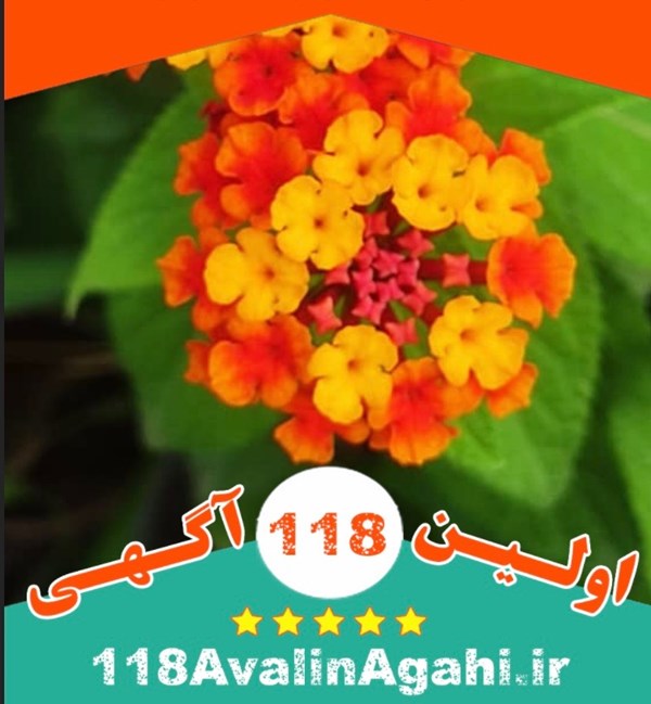 گل و گلدان عباسی در ساری