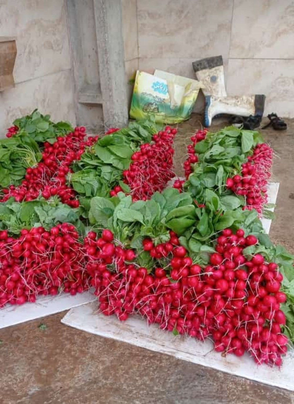خدمات سوپرسبزی سرخ در بابل