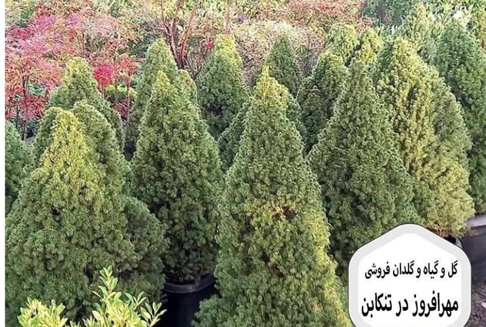 گل و گیاه مهرافروز در تنکابن