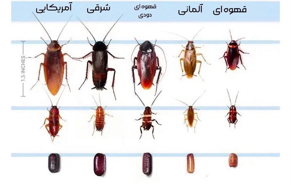 شرکت سمپاشی و ضد عفونی سیناکو در رشت