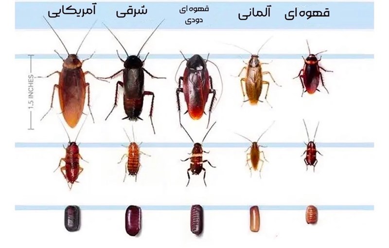شرکت سمپاشی و ضد عفونی سیناکو در رشت